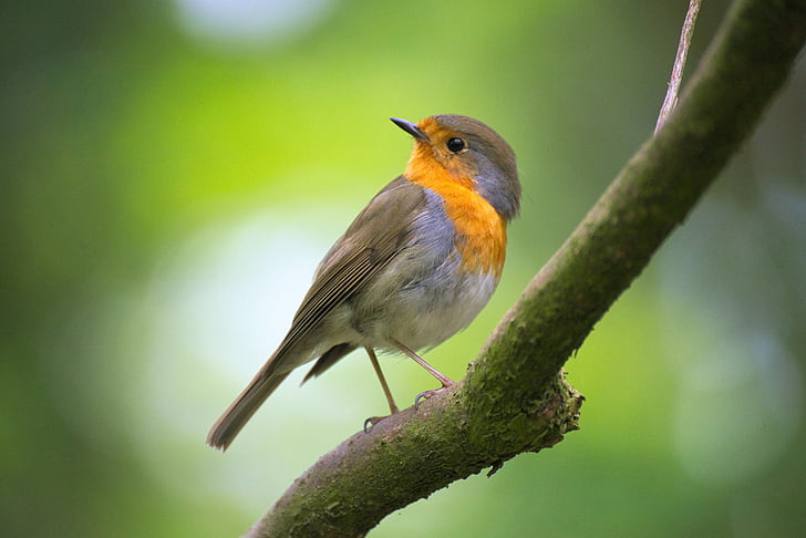 Robin, Bokeh, ptica, pero, perje, grana, jedna životinja