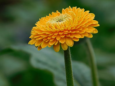 flower, gerbera, yellow, orange, macro