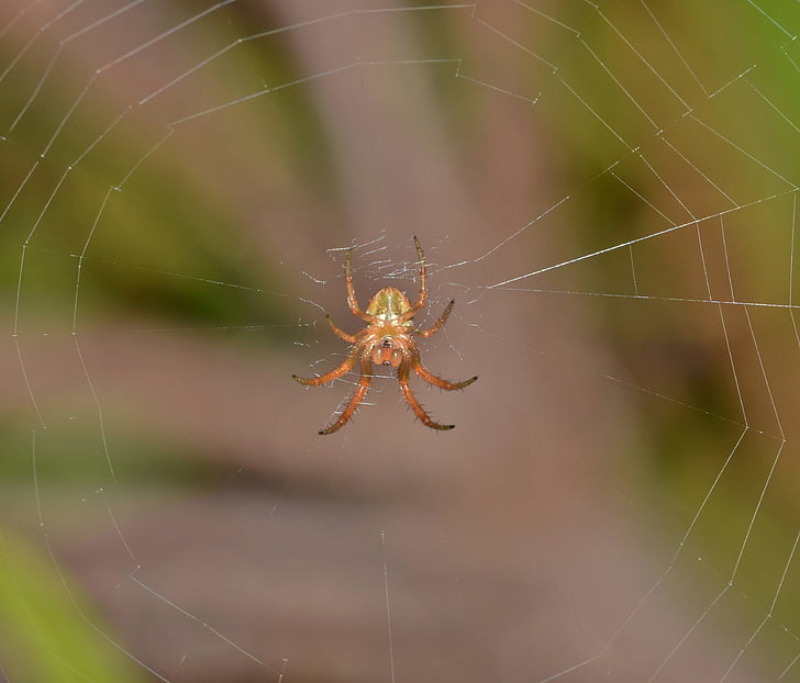 Spider, Orb spider, Orb weaver, Web, webbed, lõksu, lõksus