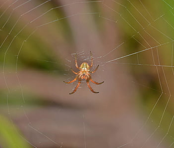 zirneklis, Orb spider, lode audējputns, Web, Webbed, lamatas, iesprostots