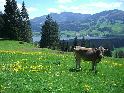 ellegghoehe, gruentensee, Alpių nurodė, Edelsberg, karvė, Muh, pieva