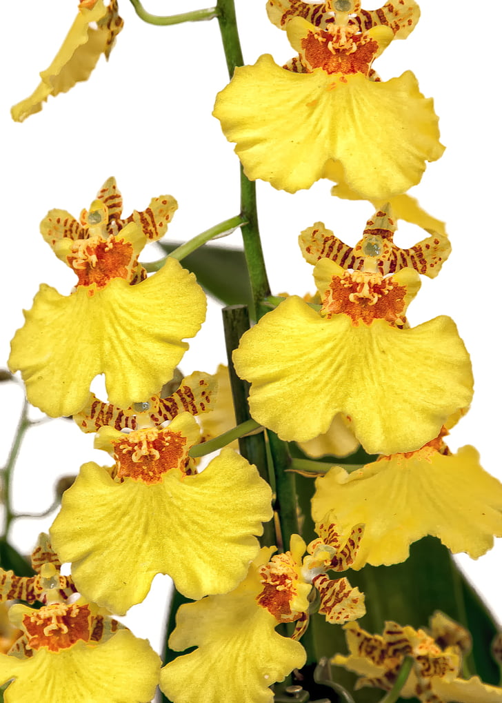 oncidium, orchid, yellow, orange, orchid blossom, blossom, bloom