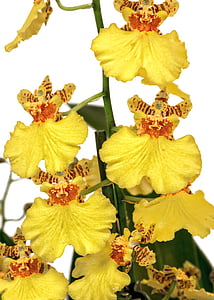 oncidium, orquídia, groc, taronja, flor d'orquídia, flor, flor