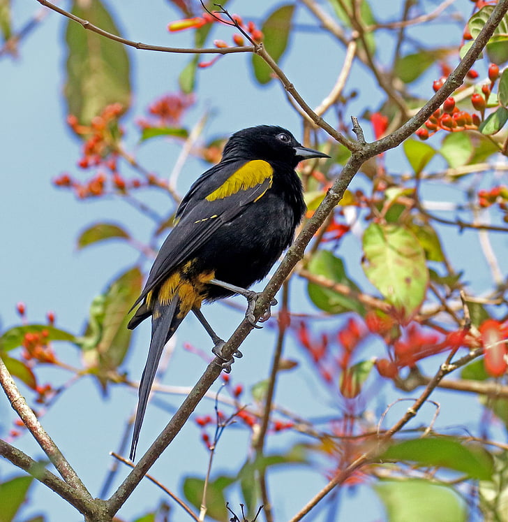 Turpial cubano, Cuba, amarillo y negro, pájaro, bosque, naturaleza, flora y fauna