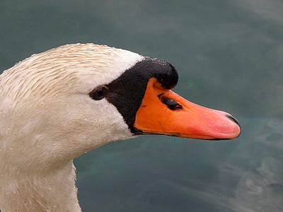 Swan, huvud, vit, näbb