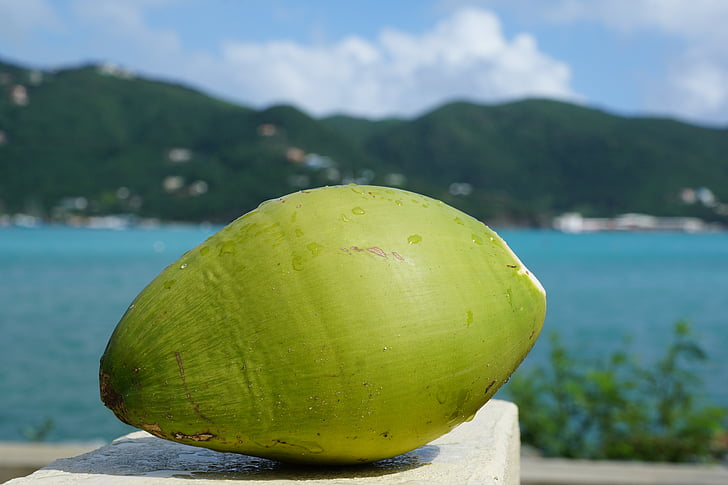 kokos, Caraibien, British virgin ø, havet, ø, vand, frugt