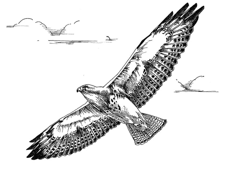 zbor, pasăre, Hawk, Swainson, desen, alb, negru