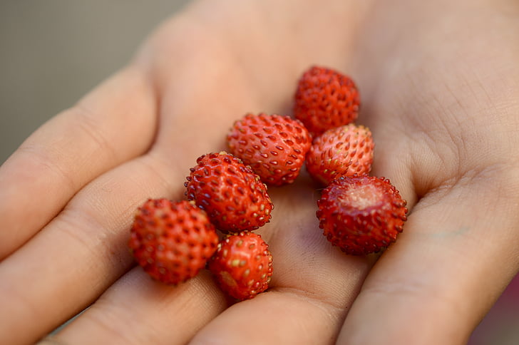 Wild strawberry, nest, aprūpe, roka, vasaras, ogas, sarkana