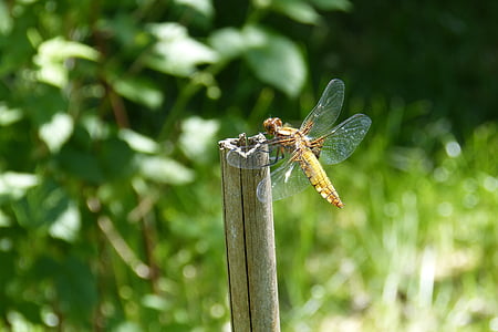 Dragonfly, zeilen dragonfly, plattbauch, vrouw, Libellula depressa