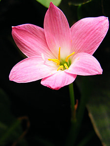 花, 邦加邦加, 粉色