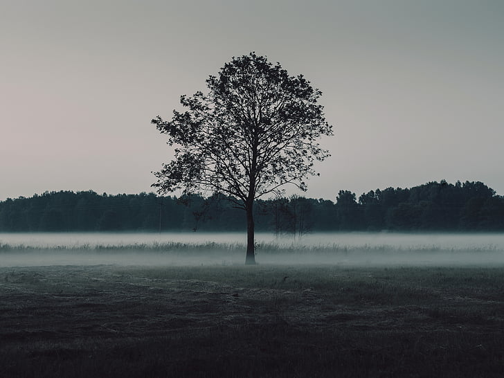 tree, middle, grass, field, surrounded, fog, cloudy