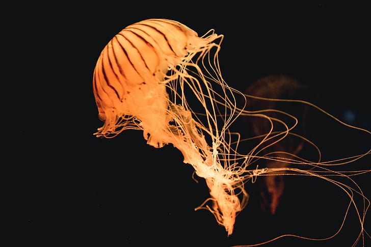 animal, meduses, oceà, Mar, sota l'aigua, crema, flama