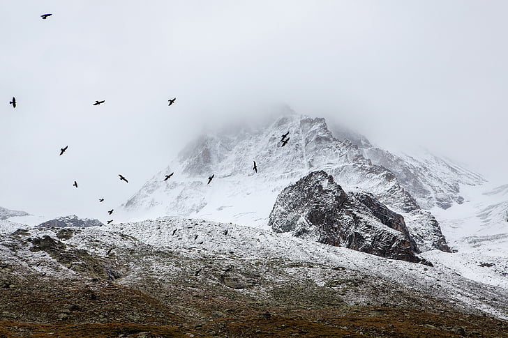 ramat, ocells, volant, a prop, neu, un límit, muntanya