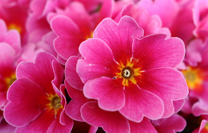 růžová, květ, květ, Bloom, závod, Zavřít, Příroda