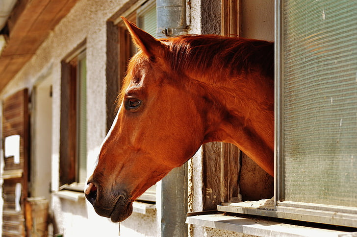 cheval, décrochage, fenêtre de, Stallion, animal, Reiterhof, brun