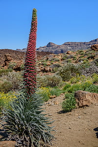 Tajinaste tenerife, tanaman, Kepulauan Canary, Taman Nasional, Teide national park, lilin yang berbentuk, bunga