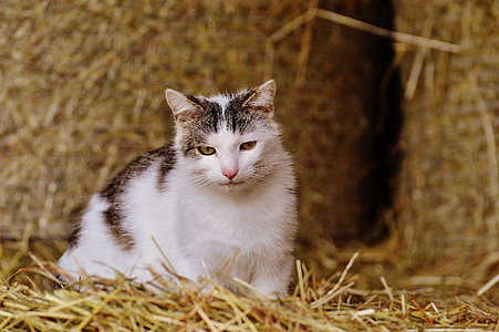 кошка, ферма, фотоохота, солома, животное, Животный мир, Домашняя кошка