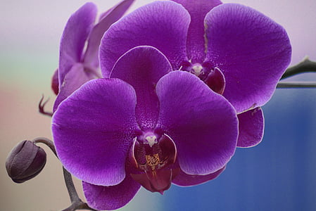 Blume, Orchidee, Schönheit, Brazilien, Botanische, Blumen, schöne