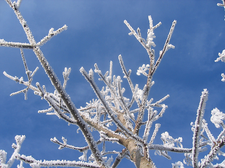 vinter, rimfrost, kolde, Frost, træ, blade, grene