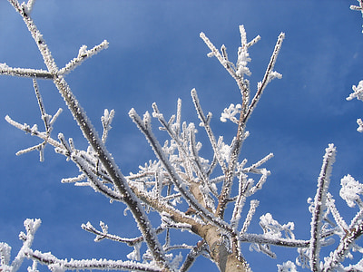 hiver, gelée blanche, froide, gel, arbre, feuilles, branches