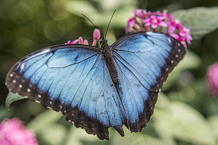 蝴蝶, 蓝色, 自然, 昆虫, 蝴蝶-昆虫, 动物, 动物的翼