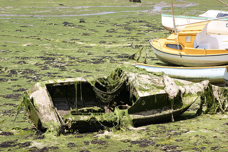 barco, restos del naufragio, algas, triste