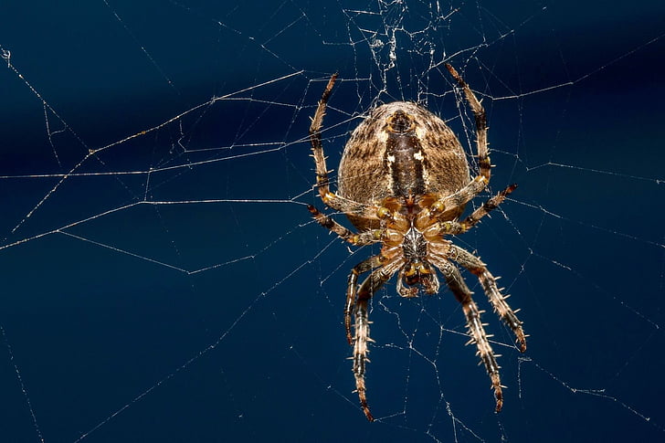 nhện, thế giới tự nhiên, Thiên nhiên, lỗi, một trong những động vật, Spider web, động vật chân