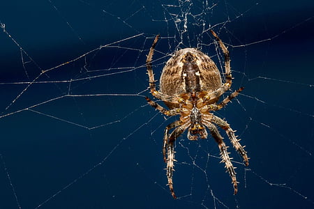 zirneklis, dabas pasaule, daba, bug, vienam dzīvniekam, zirnekļa tīkls, dzīvnieku kājas