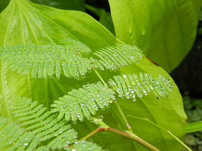 polypody, fern, foliage, leaf, a drop of, drops, rosa