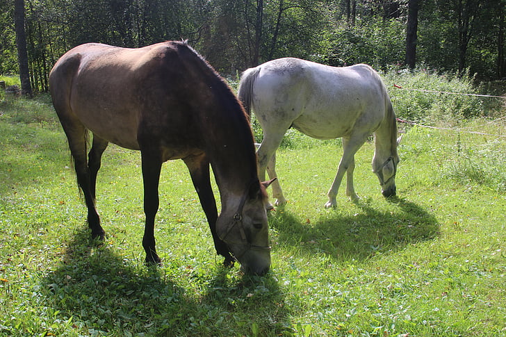 horse, horses, grass, white horse, eating hay, pasture, summer