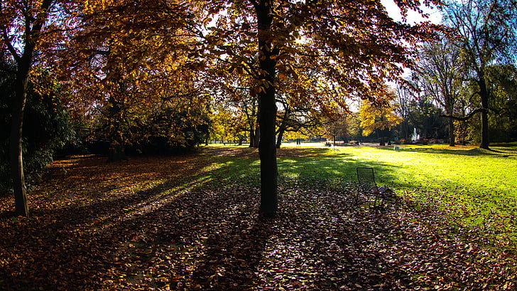 rudens, rudens krāsas, rudenī zaļumiem, koki, rudens krāsu, gaisma, rudens lapas