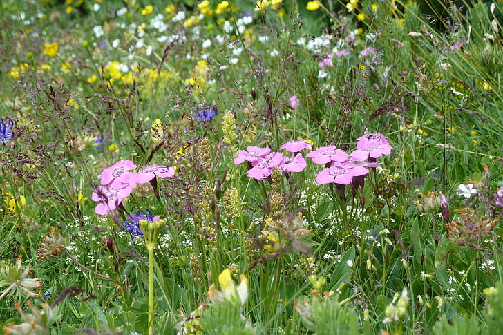 bunga, Rax, padang rumput, bunga liar, bunga, Mountain meadow