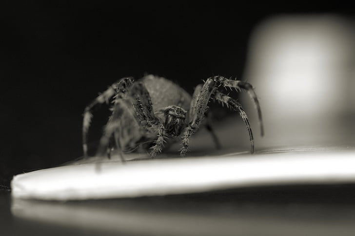 edderkopp, WASP-edderkopp, insekt, makro, offentlig registrering, arachnid, dyr
