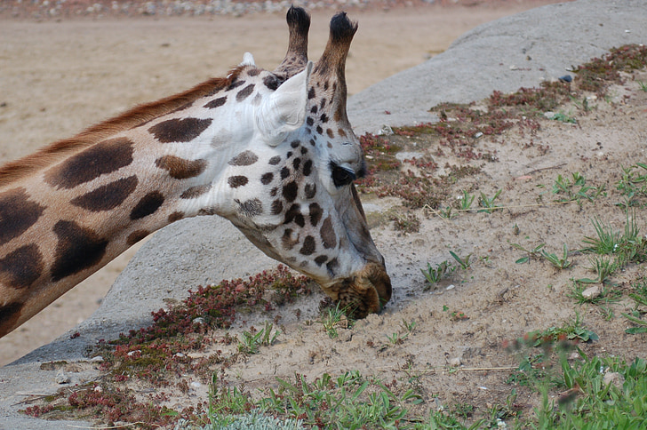 giraffe, brown, food