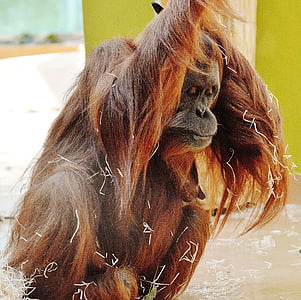 Orangutan flamencs, mico, valent, divertit, zoològic, animal, peluts