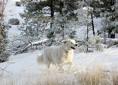 anjing putih, anjing, hewan peliharaan, hewan, latar belakang putih, doggy, teman