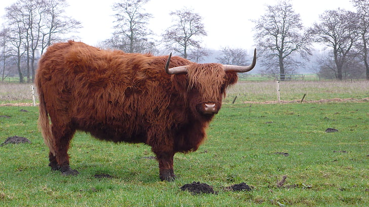 Cow, betesmark, Nederländerna, Marum, nötkött