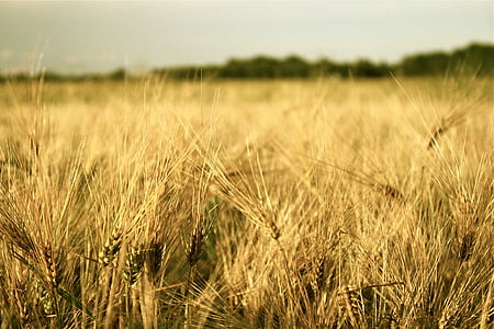 campo, grano, planta, cosecha, cereales, agricultura, hay