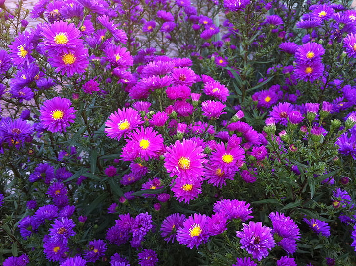 bunga, Aster, ungu, alam, tanaman, musim panas, multi berwarna