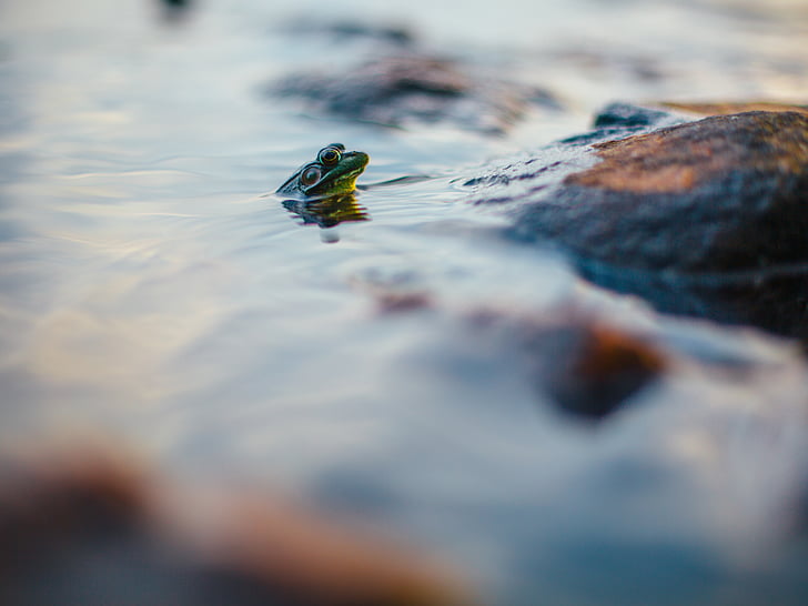 amphibian, animal, frog, outdoors, rock, water, nature