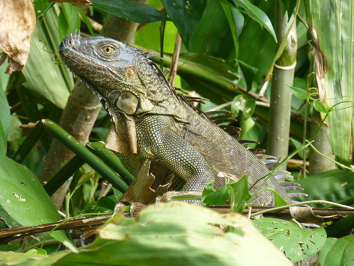 animale, Costa, Rica, jungla, ploaie, pădure, iguana