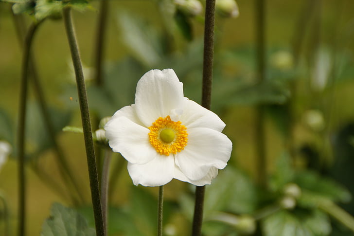 Anemone de, blanc, tancar, planta, flor, flor, l'estiu