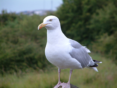 seagull, kent, england, uk