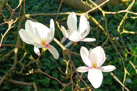 Magnolia, bloemen, lente, boom, frühlingsblüher, lente zon, inschrijving