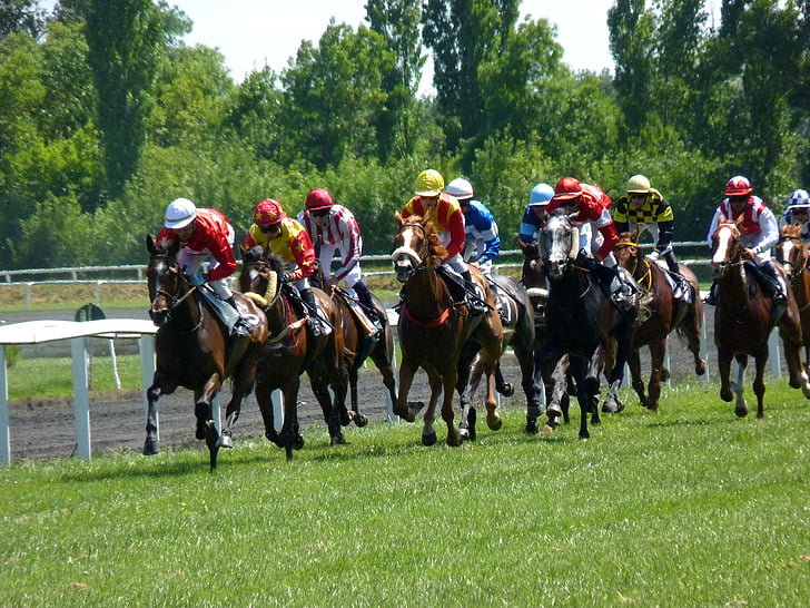 carrera, carreras, caballo, Hipódromo, deporte, competencia, carreras de caballos Track