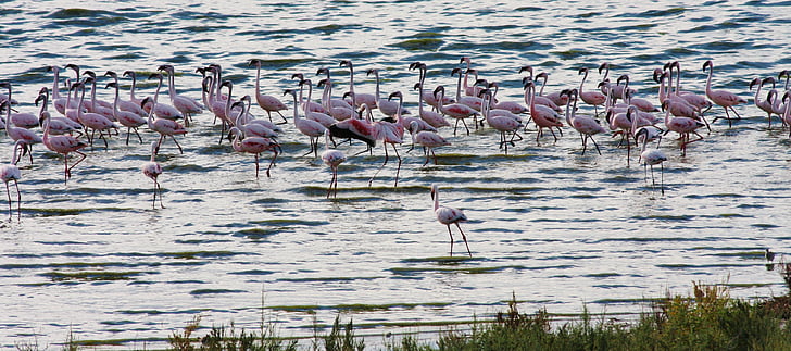 flamingo, pink, bird, nature, wildlife, colorful, africa