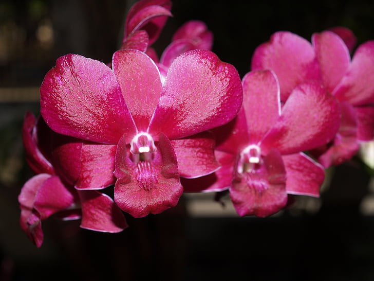 Orchid, fleur, brillant, violet, flore, croissance, décoration