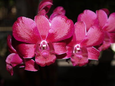 Orhideja, puķe, gaiša, Violeta, Flora, pieaugums, apdare