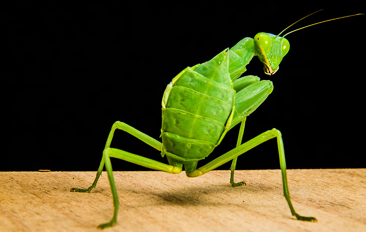 fishing locust, green, close, insect, praying Mantis, animal, nature