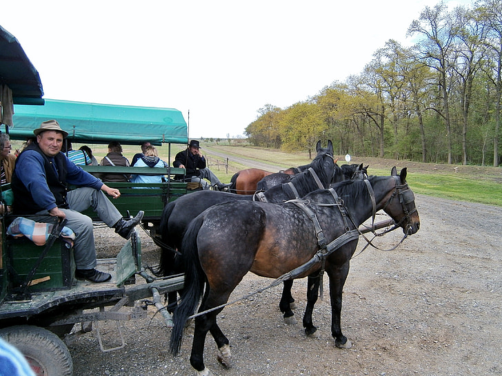 Maďarsko, pusta, kůň, tažní koně, vozík, auto, Kočí